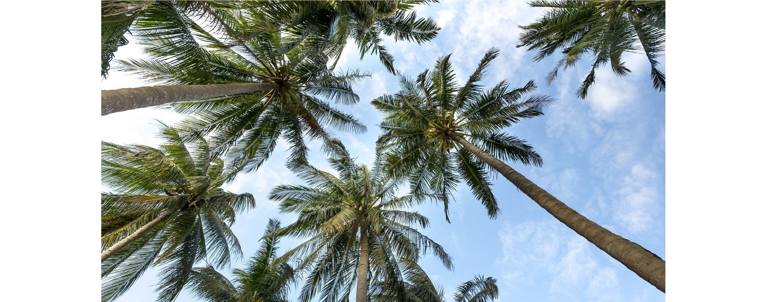 palm-trees.jpg